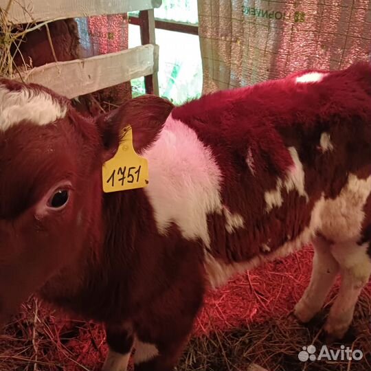 Телята бычки сементалы