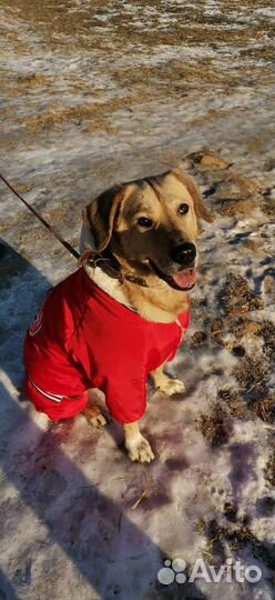 Зимний костюм для собаки