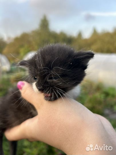 Котята