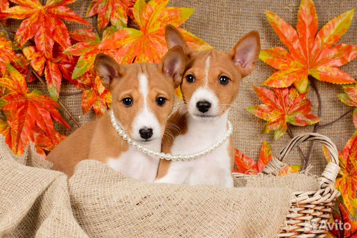 Щенки басенджи