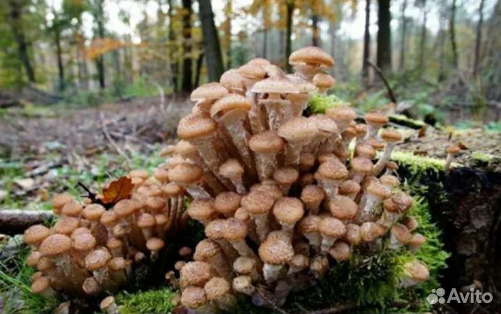 Грибы маринованные опята