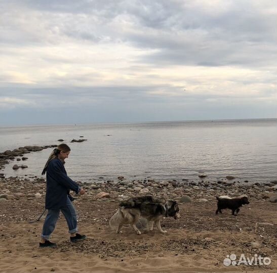Передержка собак,догситтер,Приморская