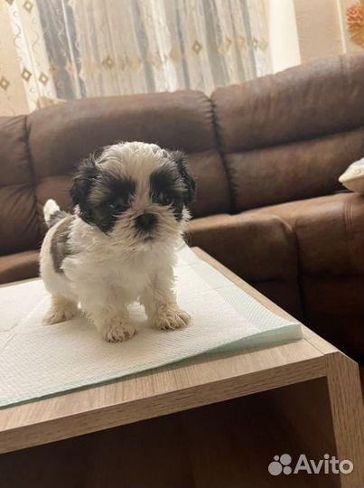 Щенки ши-тцу