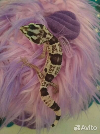 Эублефары иранские 2022 и 2021