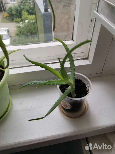 Алоэ (отросток)