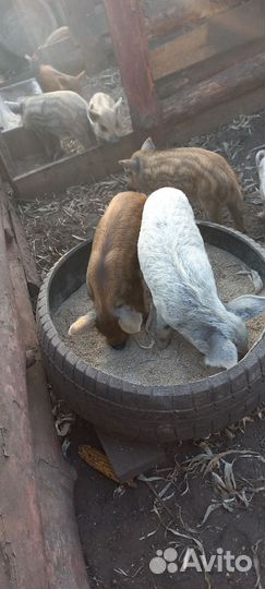 Поросята венгерская мангалица ландрас,свиноматки