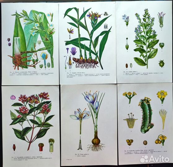 Ботанические иллюстрации тропические растения