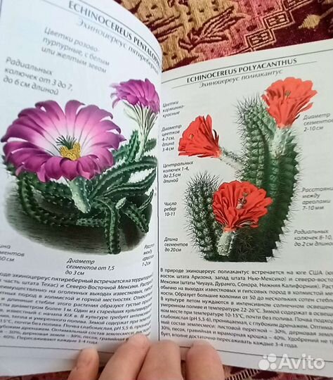 Справочник,кактусы