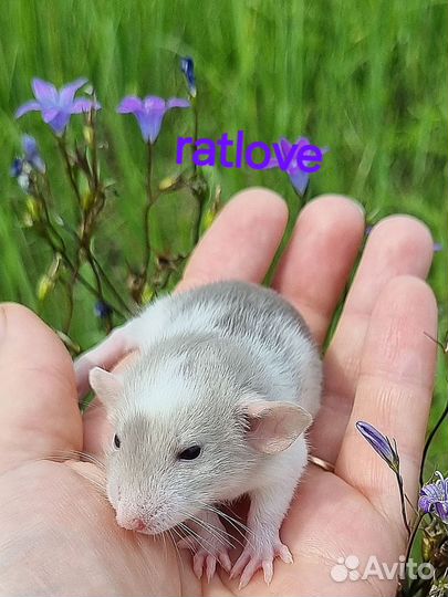 Крысята крысы дамбо малыши от ratlove