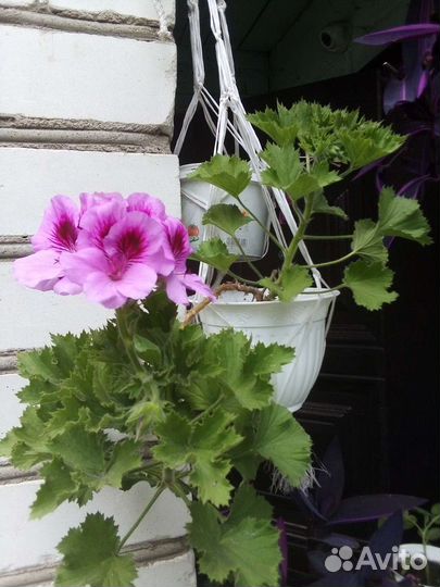 Комнатные цветы