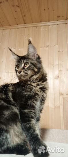 Мейн-кун девочка