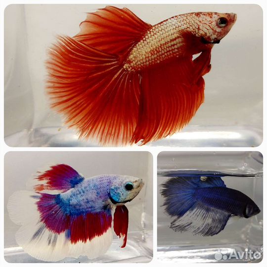 Рыбка петушок