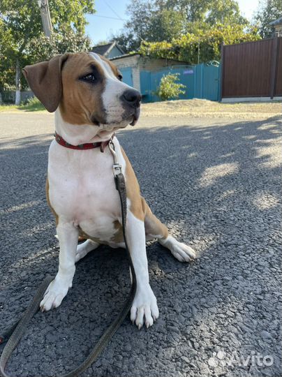 Американский стаффордширский терьер