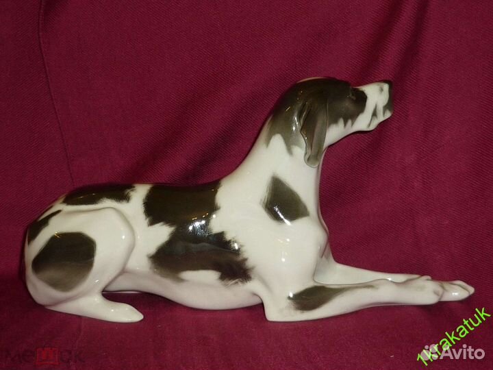 Собака, черный дог, пойнтер. лфз