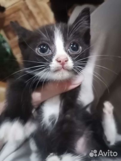 Коты в дар