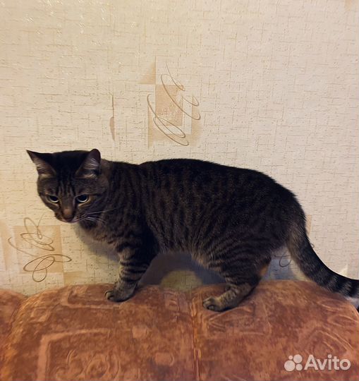 Кошка