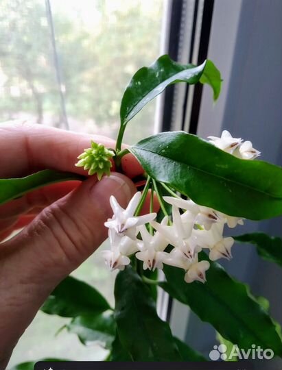 Хойи альбом 1