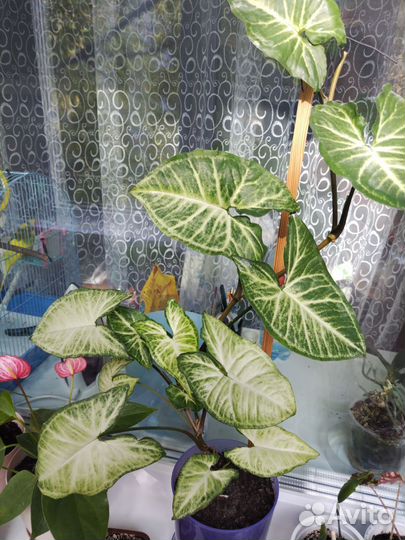 Продам комнатные цветы