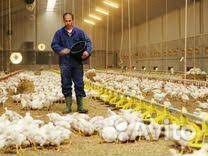 Разнорабочий птицефабрики вахта