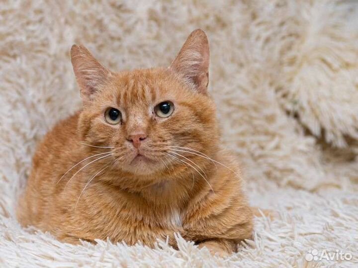 Рыжий котик