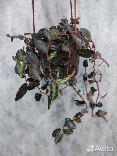 Пеллиония Даво