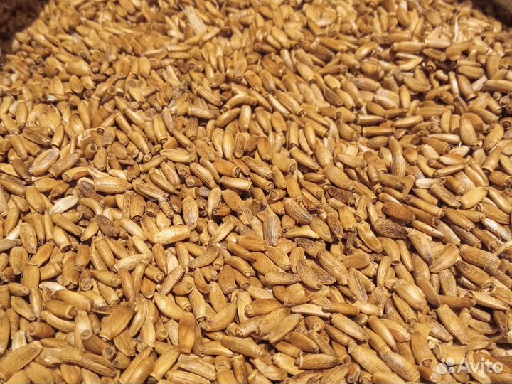 Расторопша семена