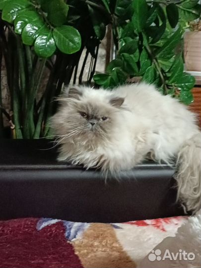 Персидский котенок