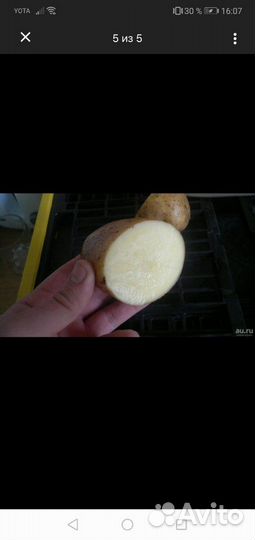 Продам картофель семенной