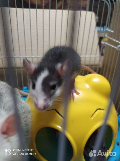 Крысята дамбо