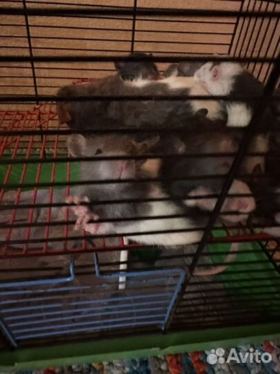 Мышки в добрые руки