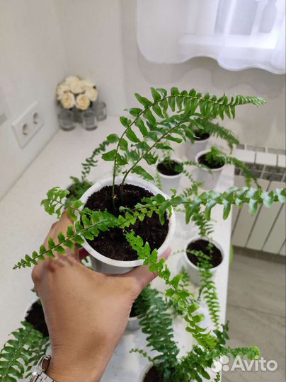 Папоротник нефролепис
