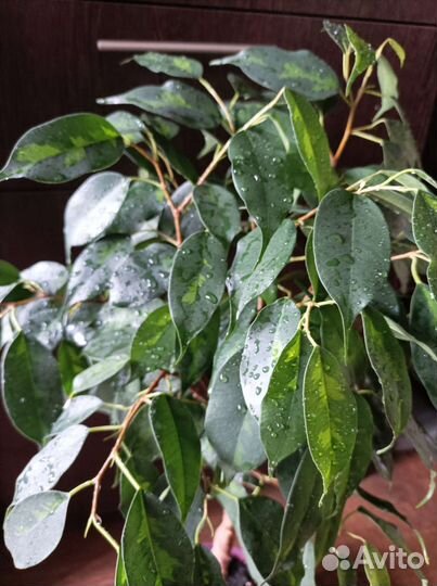 Фикусы взрослые, витые