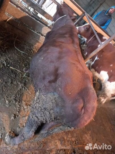 Бычки и быки, бычки на откорм