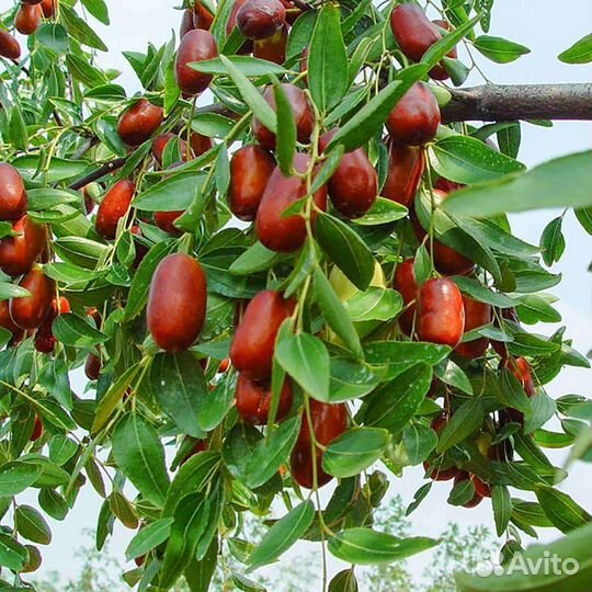 Унаби, зизифус, финик китайский