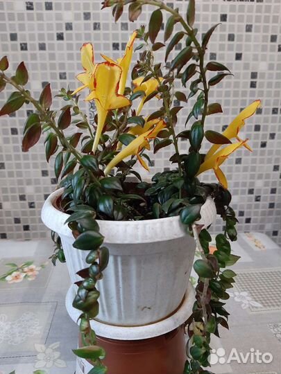 Колумбия сорт Карнавал