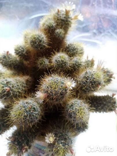 Кактус мамилярий