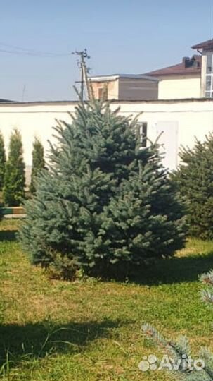 Ель голубая