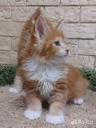 Котята мейн-кун с документами