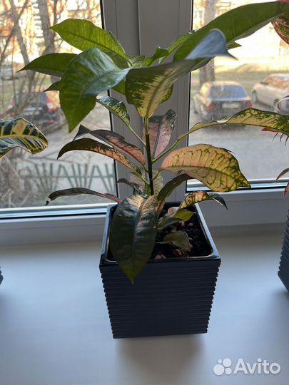 Кротон Миссис Айстон