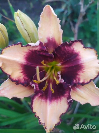 Сортовые лилейники