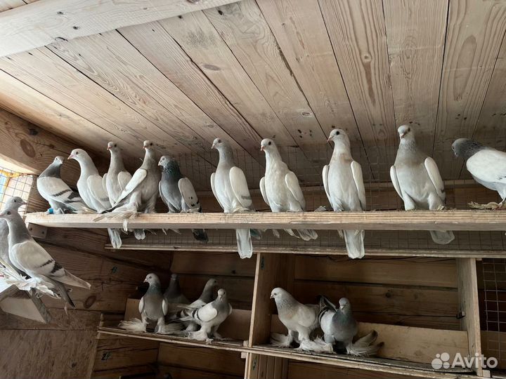 Продажа голубей
