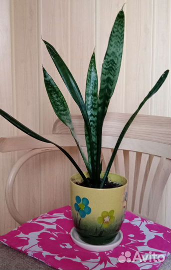 Сансевиерия