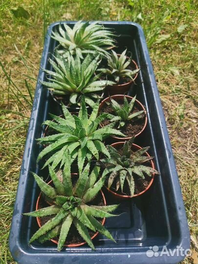 Комнатные/офисные цветы Алое остистое