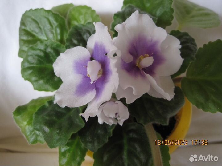 Фиалки-стандарты:черенки с детками,детки,стартеры