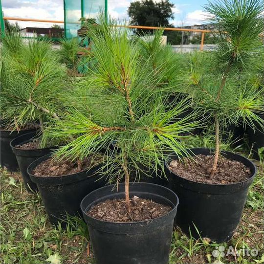 Саженцы декоративных деревьев