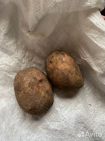Продам картофель домашний