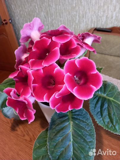 Глоксиния цветущая