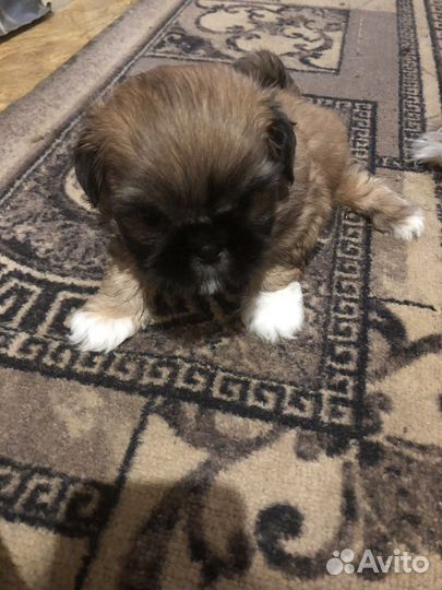 Продам щенка щит-цу девочка