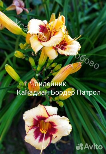 Лилейники сортовые, медуница