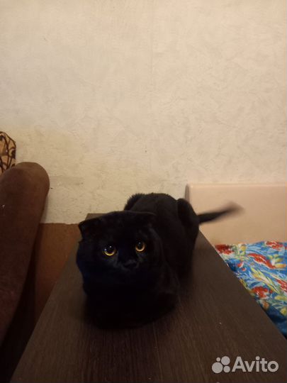Британский вислоухий кот